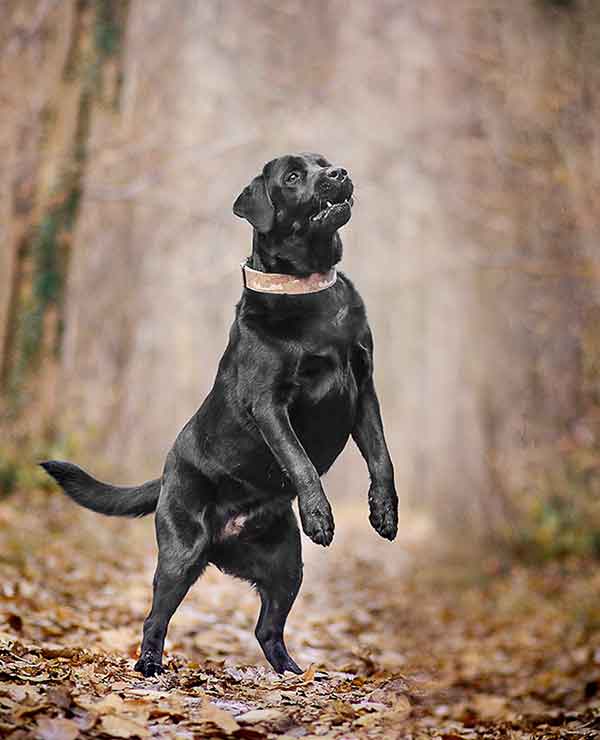 negan labrador noir adorable à  adopter au refuge sos animaux 78 au Chesnay